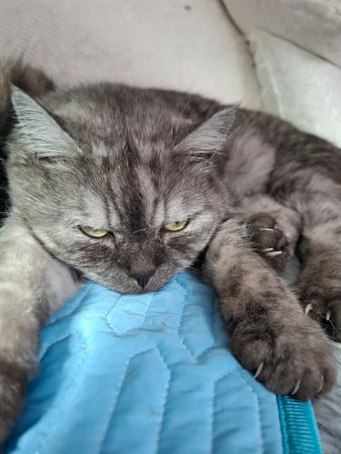 Customer photo review of Naturreines Katzenstreu