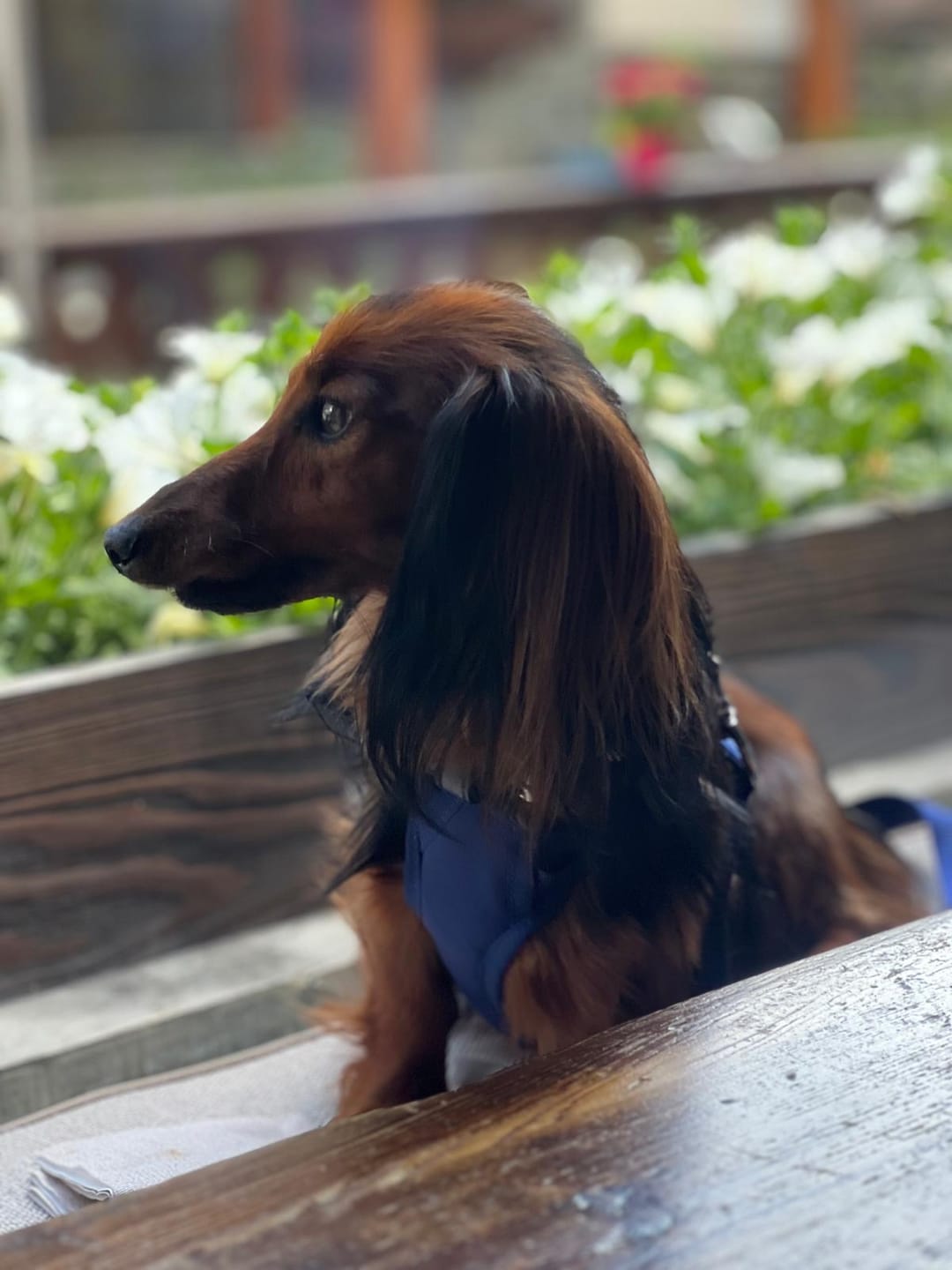 Customer photo review of Polo Ralph Lauren Nylon Dog Leash
