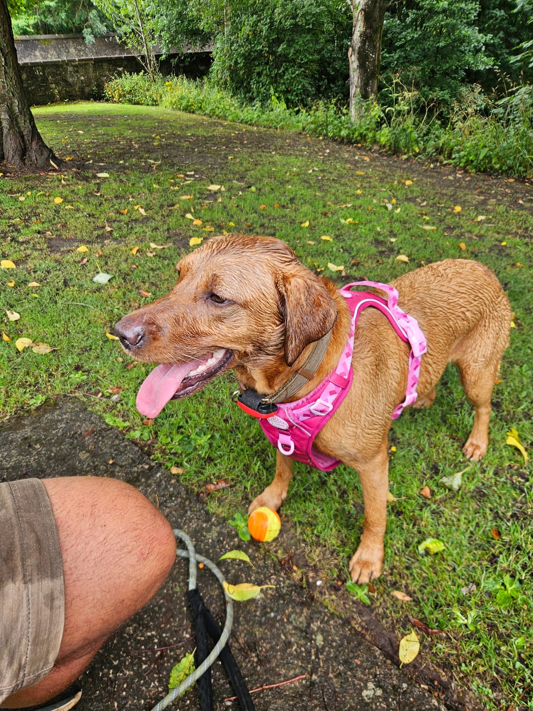 Customer photo review of Tough Trails™ Harness - Walkies Ready® Raspberry Pink