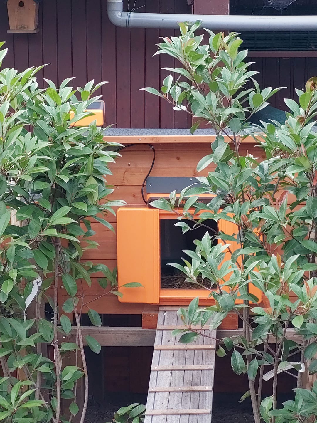 Customer photo review of Solar Automatic Chicken Coop Door