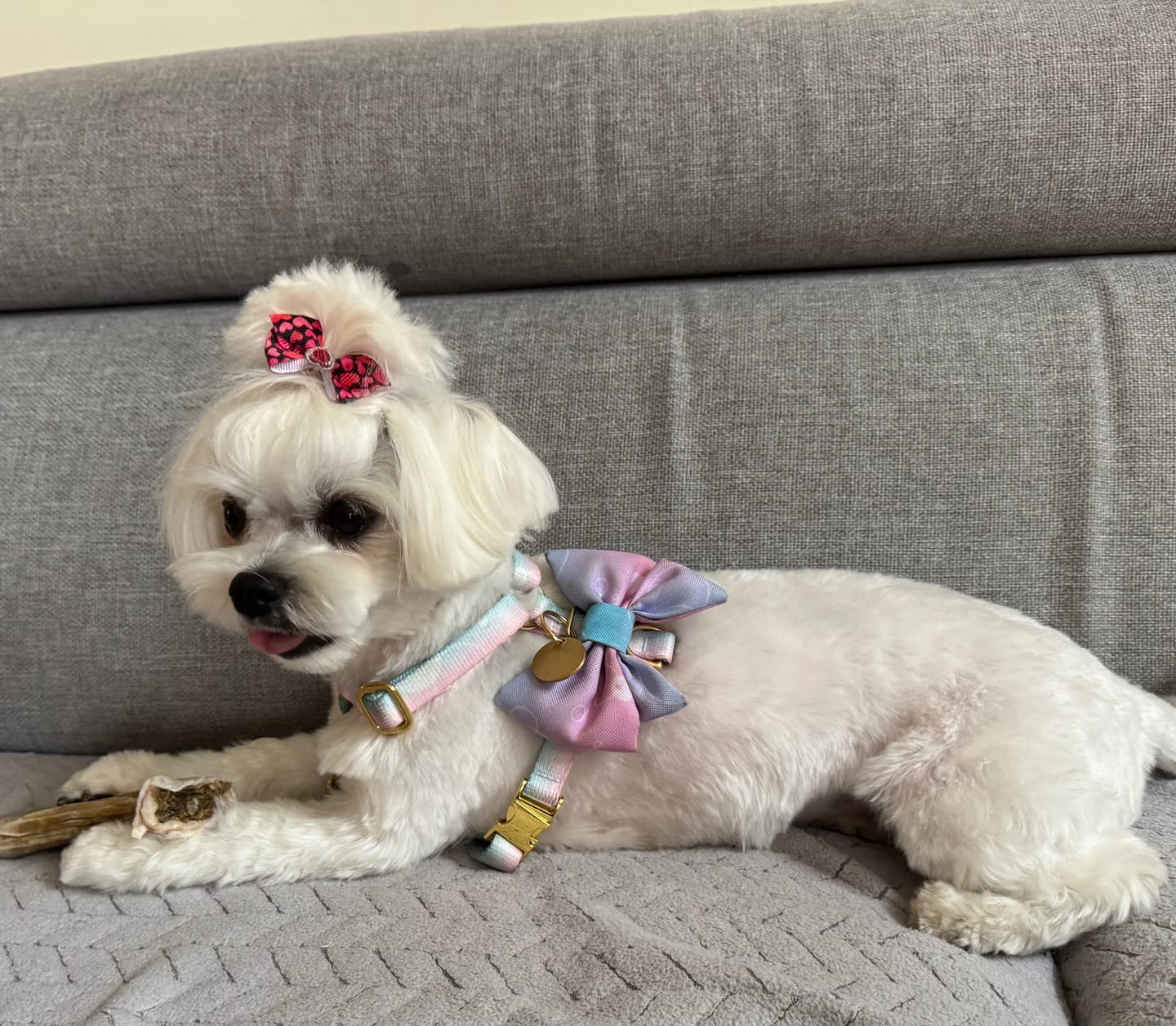 Customer photo review of Mucha dla psa "Cotton Candy"