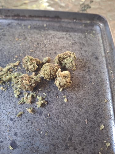 Customer photo review of Rainbow Sherbet - 28 Grams (Hybrid)