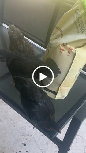 Customer video review of GrubTerra Dried Black Soldier Fly Larvae 10lb.