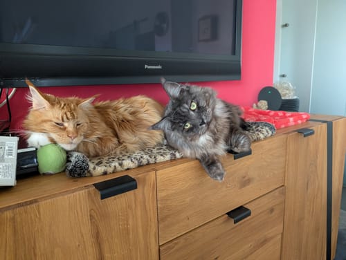 Customer photo review of Gelenk Gummie Probepackung