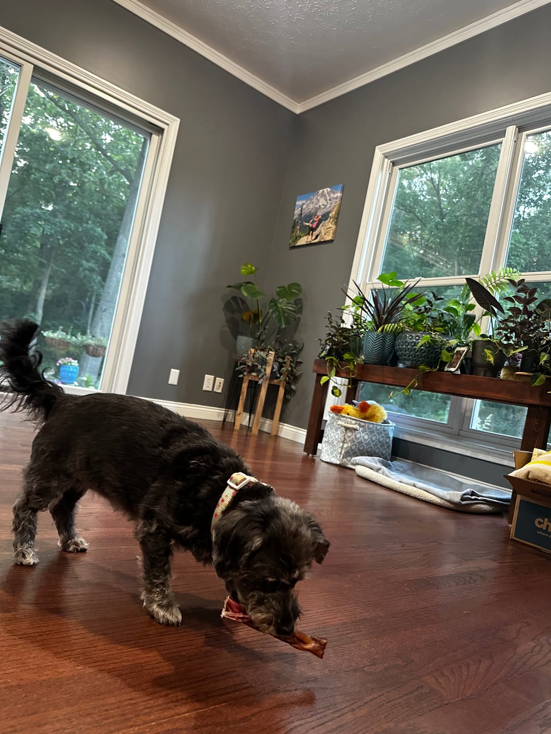 Customer photo review of 6 Inch Standard Braided Bully Stick