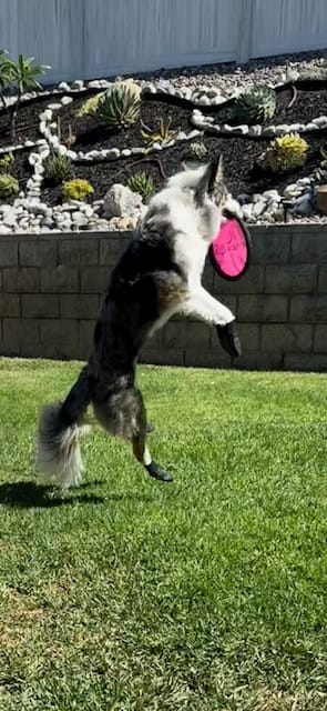 Customer photo review of Leather Dog Booties - Doccasins - 1 pair