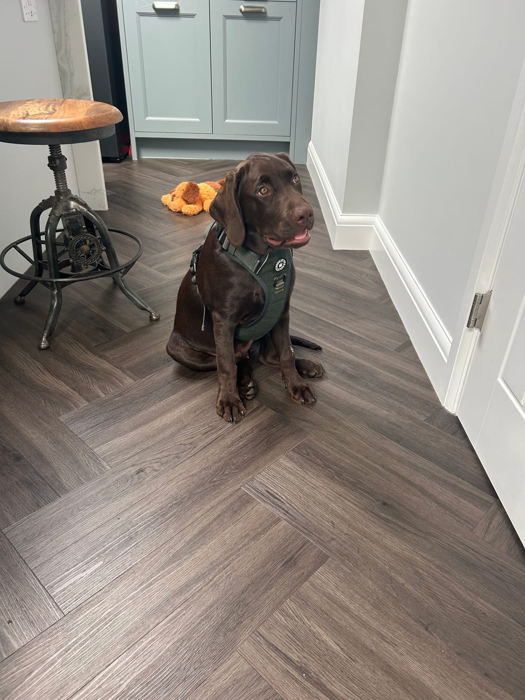 Customer photo review of Adjustable Collar - Forest Tweed