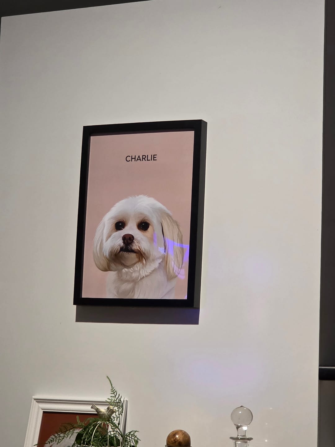 Customer photo review of 1 Pet