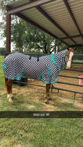 Customer photo review of FINISH LINE  NECK FLY SHEET COMBO