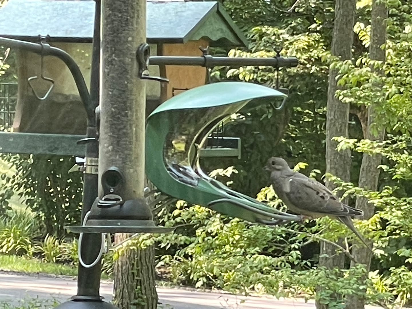 Customer photo review of Birdfy Feeder 2 - Smart Bird Feeder