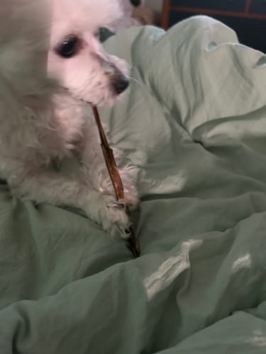 Customer photo review of Pork Bully Sticks 5-6"