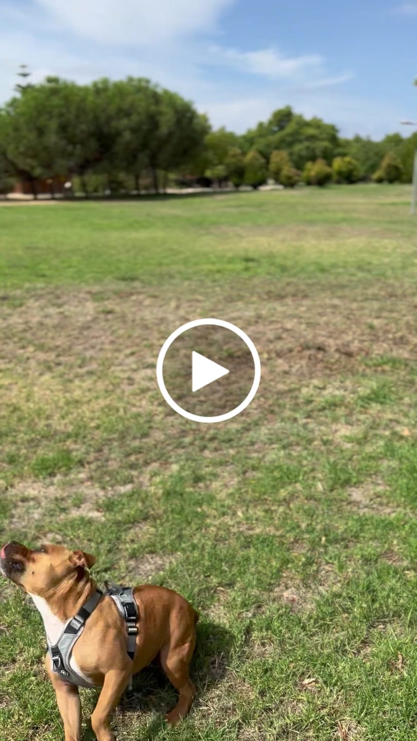 Customer video review of Anti Pull Harness | With Handle & Lighter | Hurricane Harness - Grey