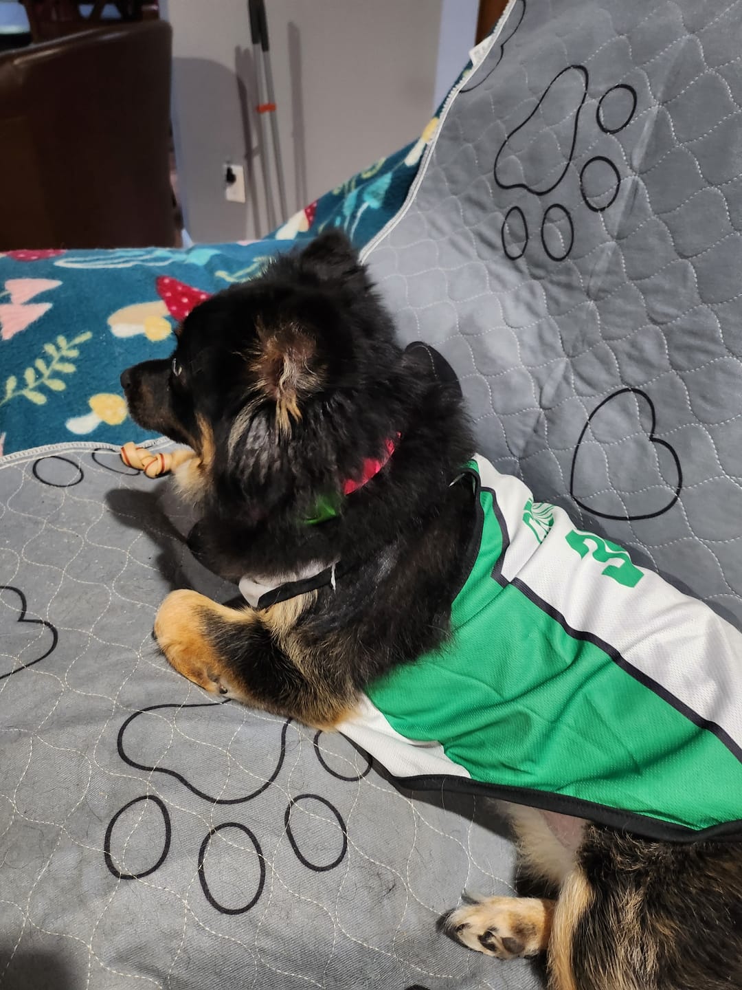 Customer photo review of FurLife Shipping Protection
