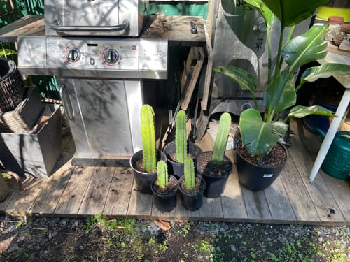Customer photo review of San Pedro Cactus | Trichocereus (Echinopsis) Pachanoi
