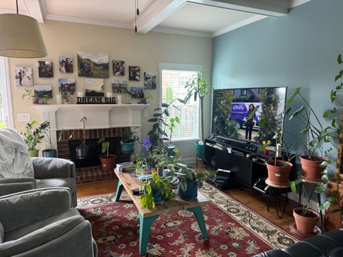 Customer photo review of Fungus Gnat Death Drops