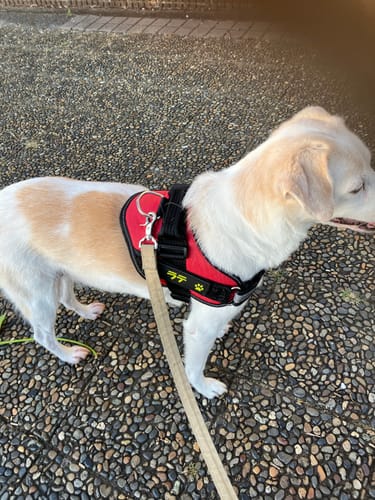 Customer photo review of FunFunPet 高機能ハーネス（お名前タグ作成サービス付き）