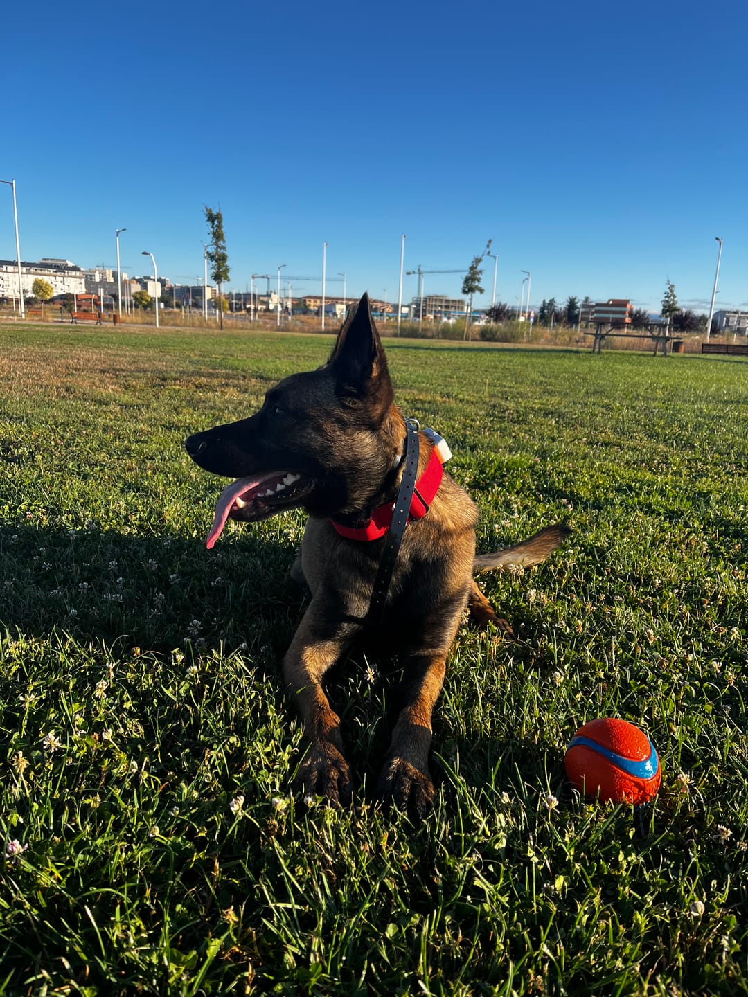 Customer photo review of 4cm Combat® Collar | Handle & Rated Clip - Red