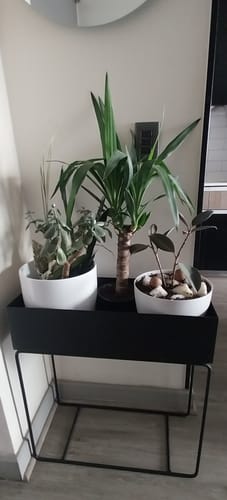 Customer photo review of Plant Station 60 | Metal Black