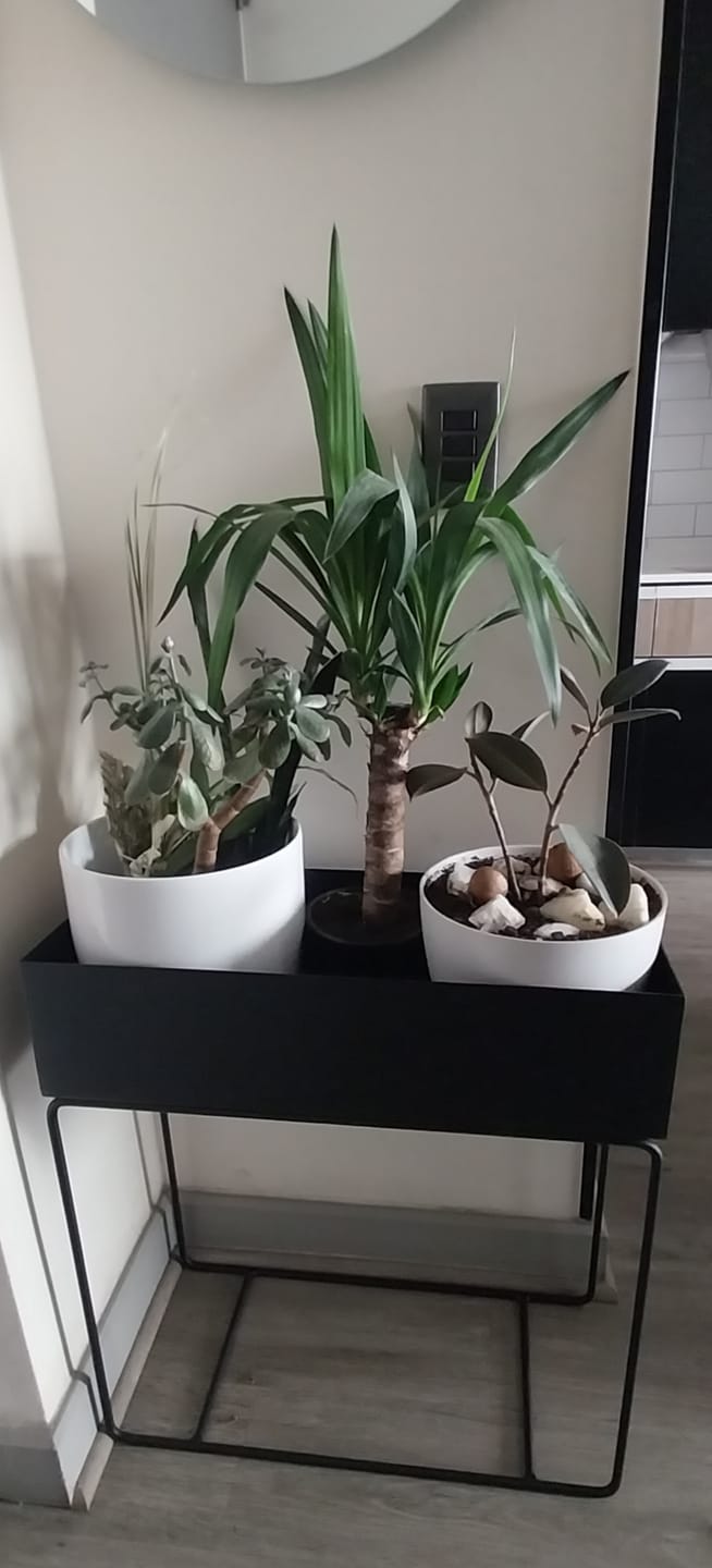 Customer photo review of Plant Station 60 | Metal Black