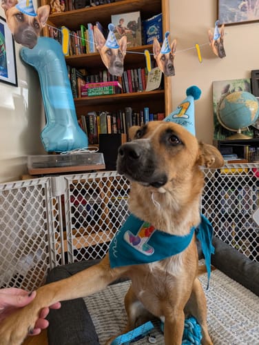 Customer photo review of Personalized Dog Party Pack