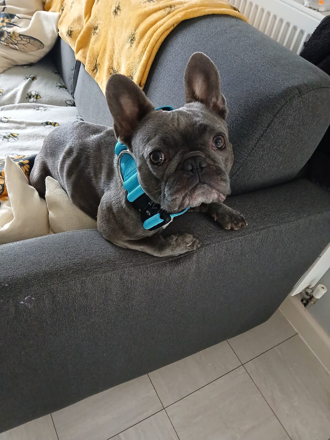 Customer photo review of 5cm Combat® Collar | With Handle & Secure Clip - Light Blue