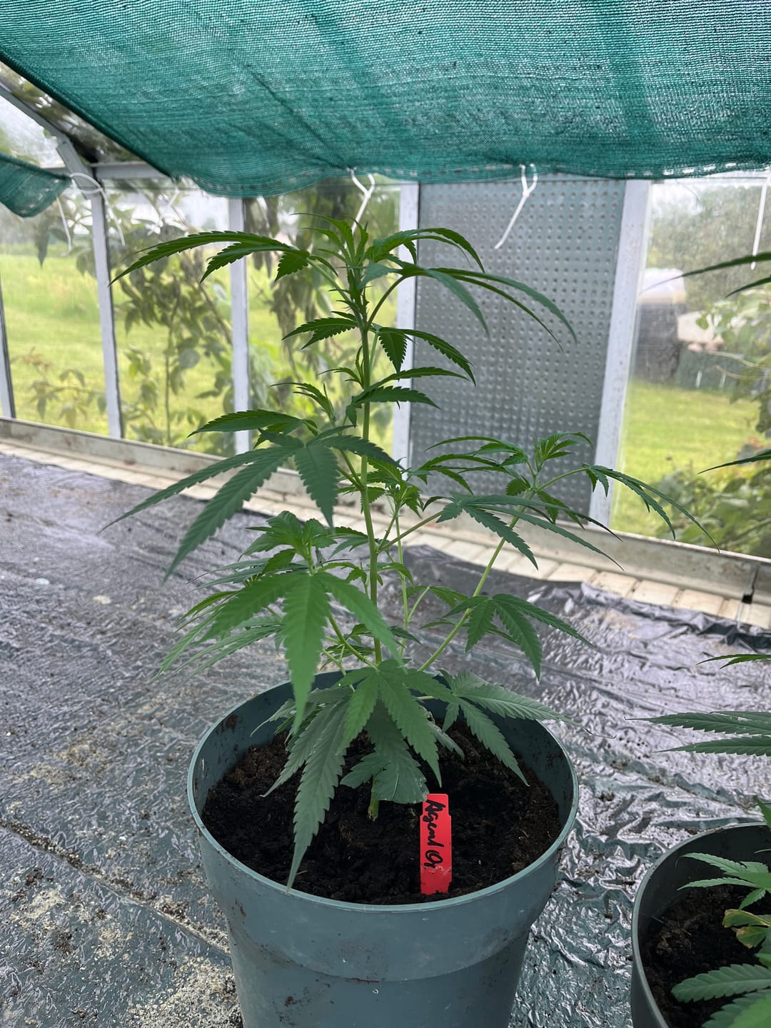 Customer photo review of Hanfstecklinge | Agent Orange