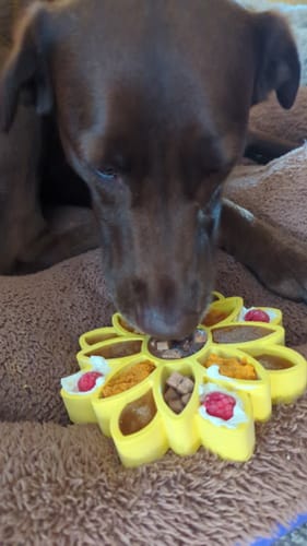 Customer photo review of FreezSunflower - Interactive Frozen Sunflower Dog Chew