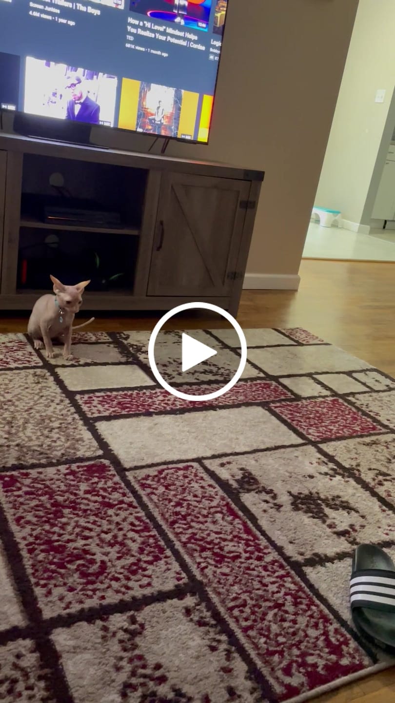 Customer video review of KING KALM CBD 300mg - Large Pet Formula 45 to 65lbs