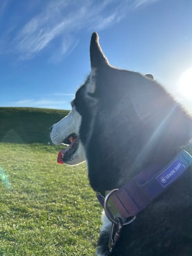 undefined review of Comfort Control Collar - 90s Retro image 2 out of 2
