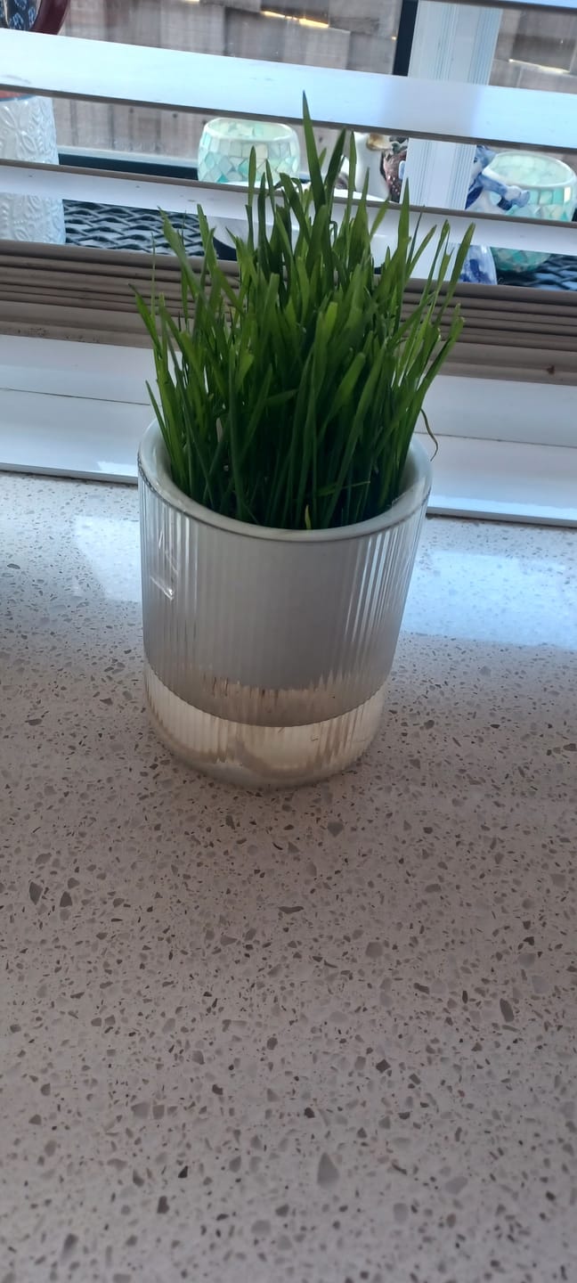 Customer photo review of MICHU All-in-One Soil-Free Cat Grass Grow Kit with Australian Seed and Mulch, Made in Australia
