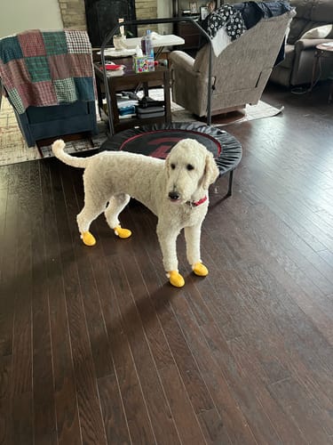 Customer photo review of WagWellies® Mojave