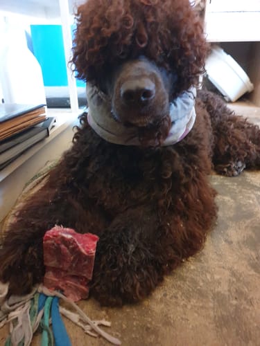 Customer photo review of BRISKET BONES