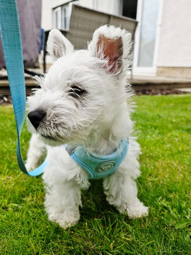 Customer photo review of Pawsome Pup Collar and Lead Set - Mint