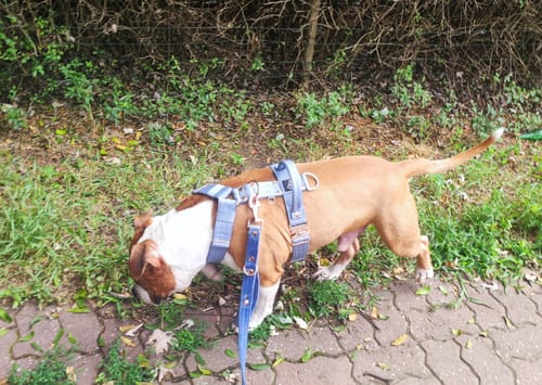 Customer photo review of Smycz przepinana z dodatkową raczką - Multi Guard Leash Rose Edition Pastel Blue