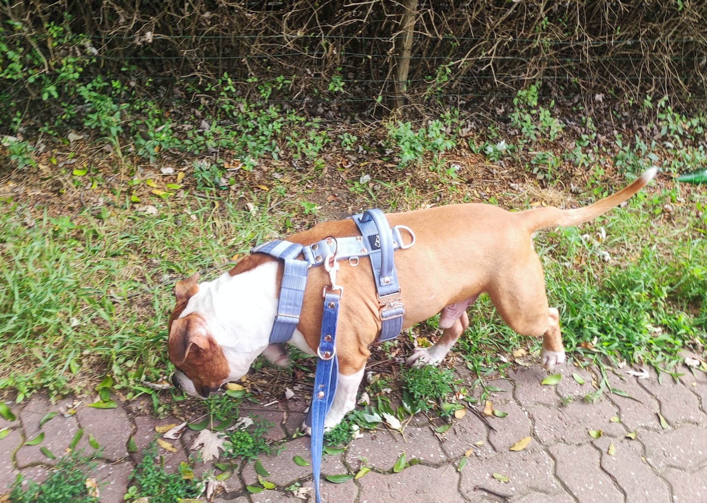 Customer photo review of Smycz przepinana z dodatkową raczką - Multi Guard Leash Rose Edition Pastel Blue