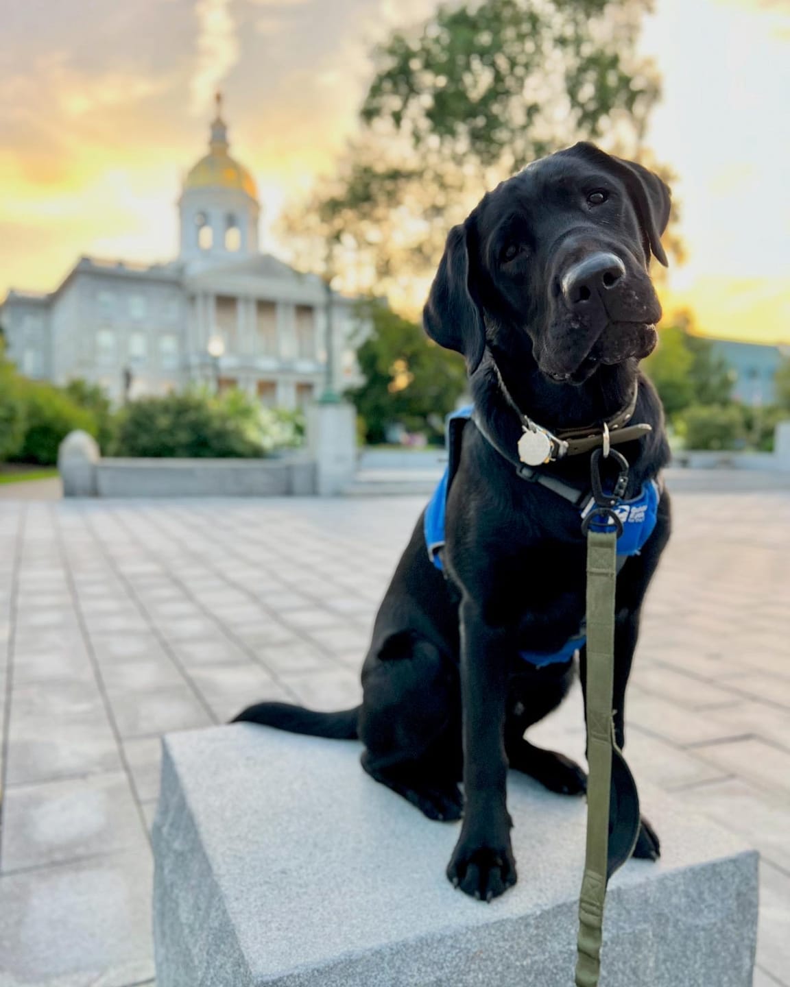 Customer photo review of Adventure Bungee Leash