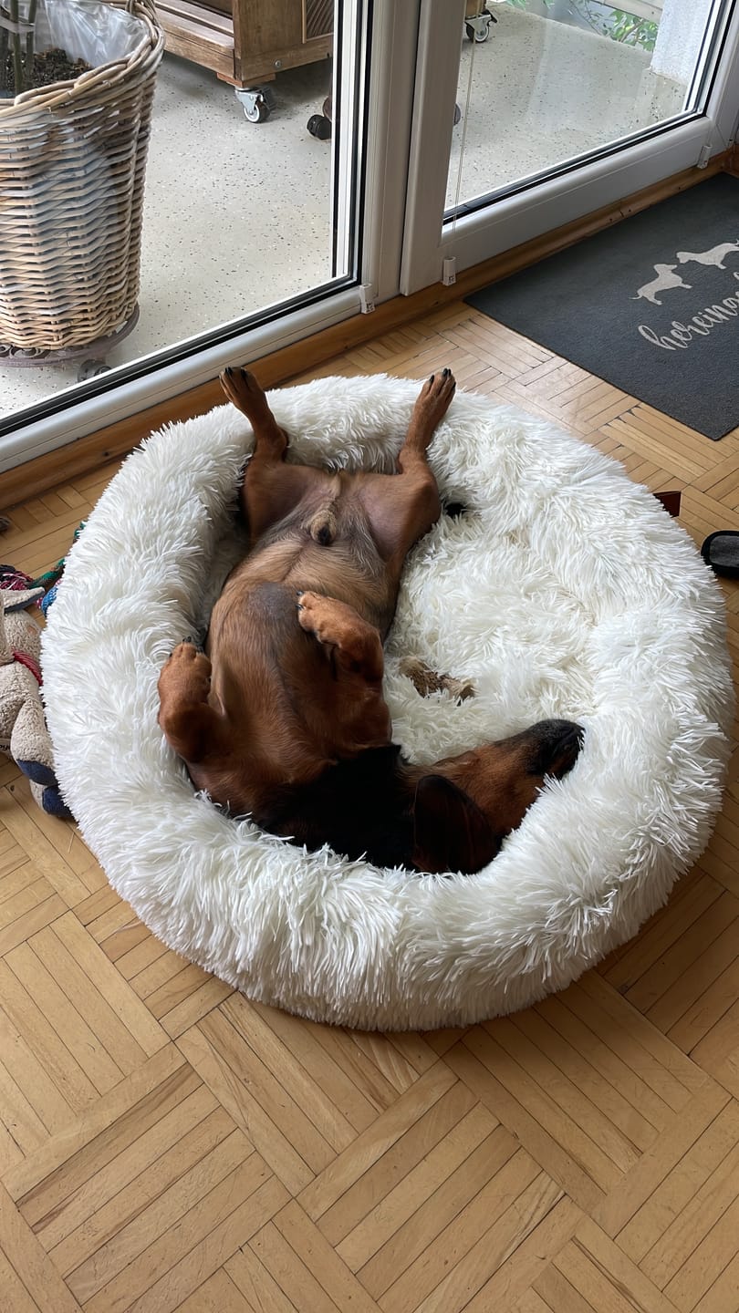 Customer photo review of Belune® Hundebett mit waschbarem Bezug