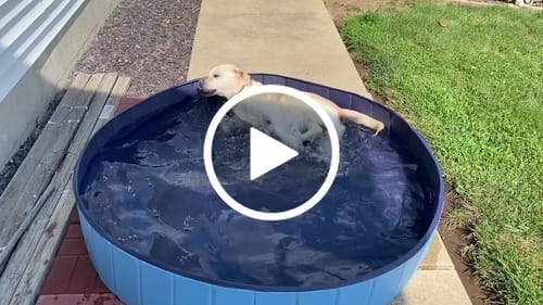 Customer video review of NEW Pop-Up Foldable Outdoor Dog Bath & Swimming Pool With Side Drain (Aqua Blue)