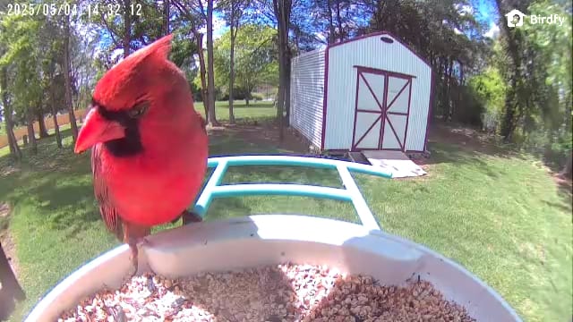 Customer photo review of Birdfy Bird Seed Guard