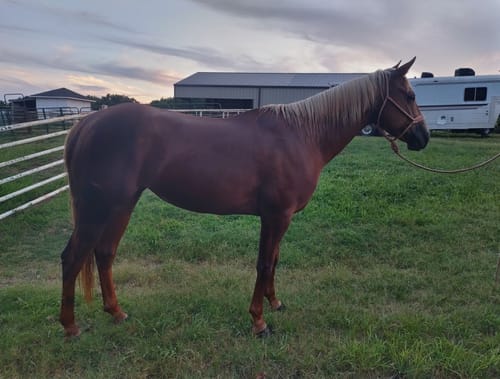 Customer photo review of Gut X » up to 30% Off