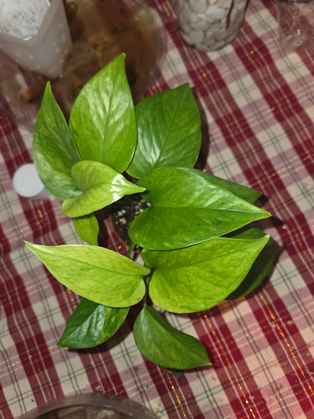 Customer photo review of Pothos Epipremnum aureum 'Jessenia'
