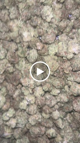 Customer video review of Lemon Cherry Gelato - Pack of Pre-Rolls (10 Pack) - Hybrid