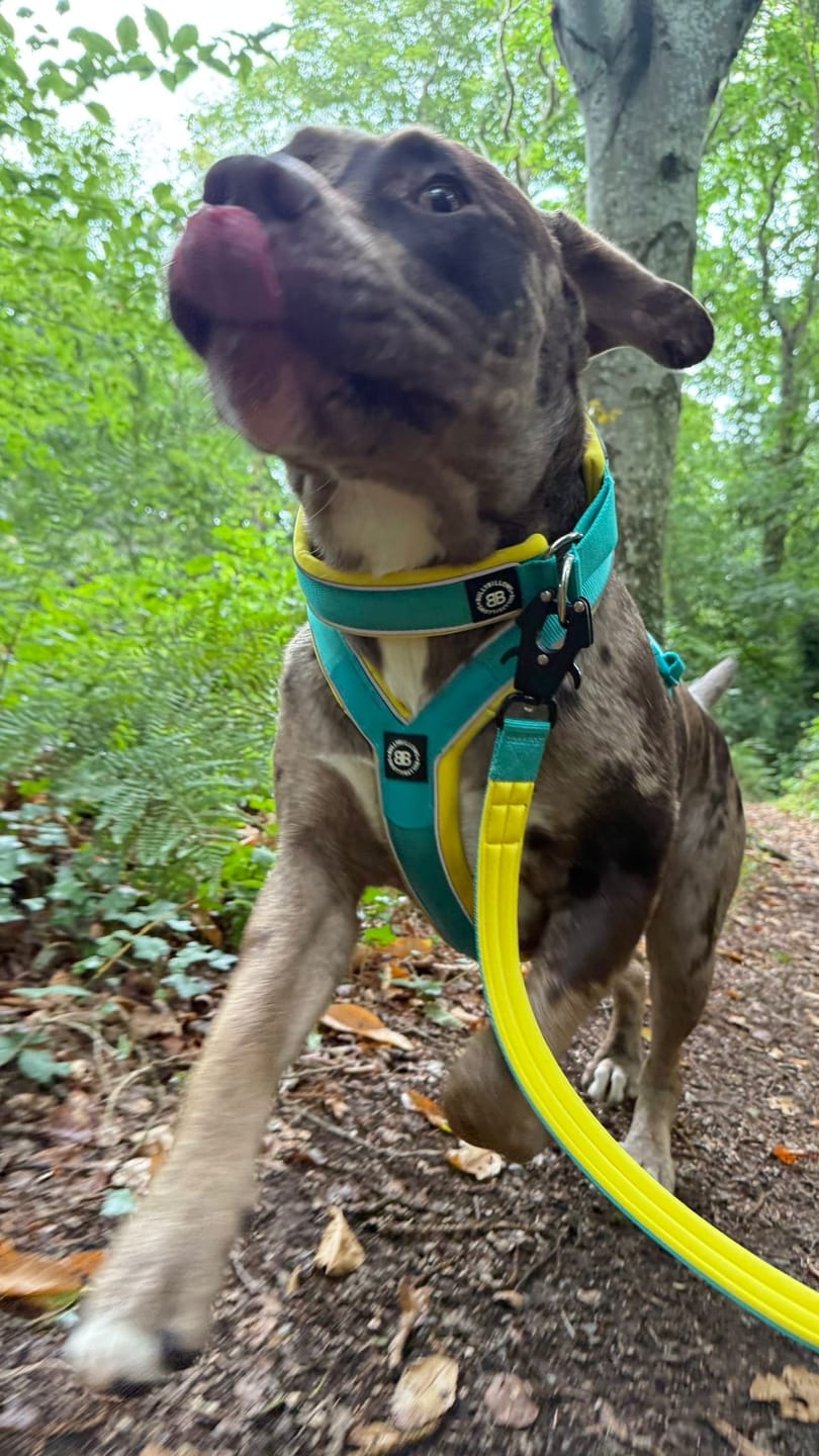 Customer photo review of 4cm Slip on Collar | Foam Padded - Turquoise x Yellow
