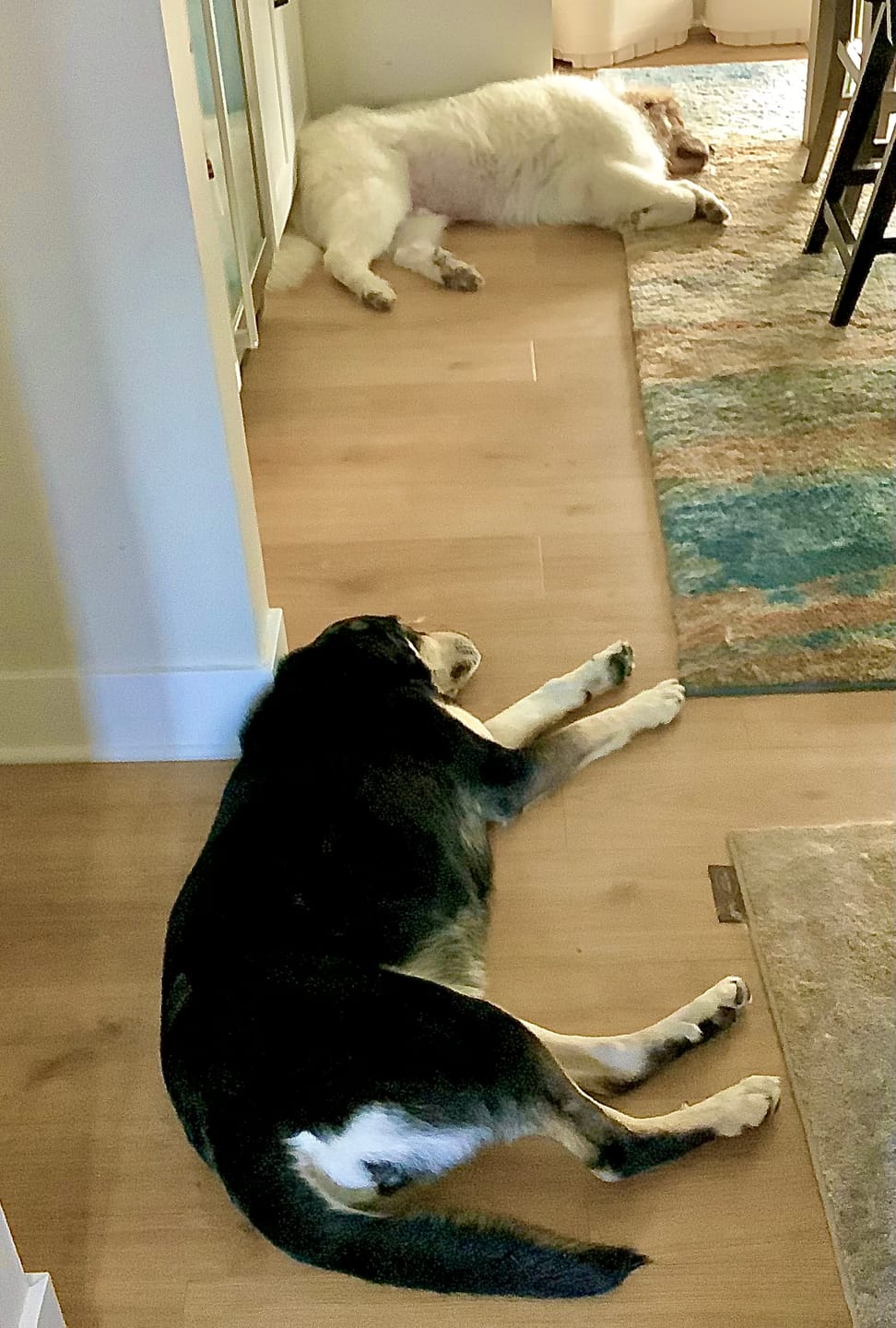 Customer photo review of Bark-Less Bites - XL Breed