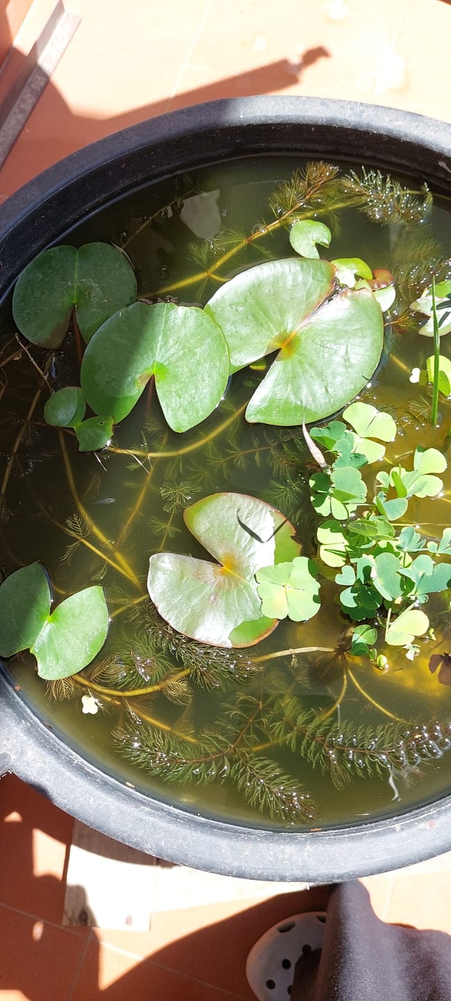 Customer photo review of CERATOPHYLLUM DEMERSUM (Coda di volpe)