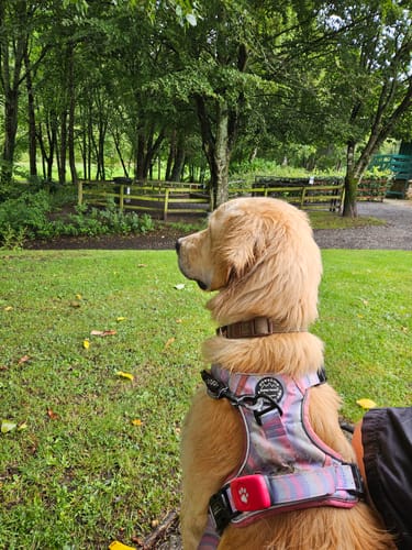 Customer photo review of Tough Trails™ Harness - PPB Pastel Swirl