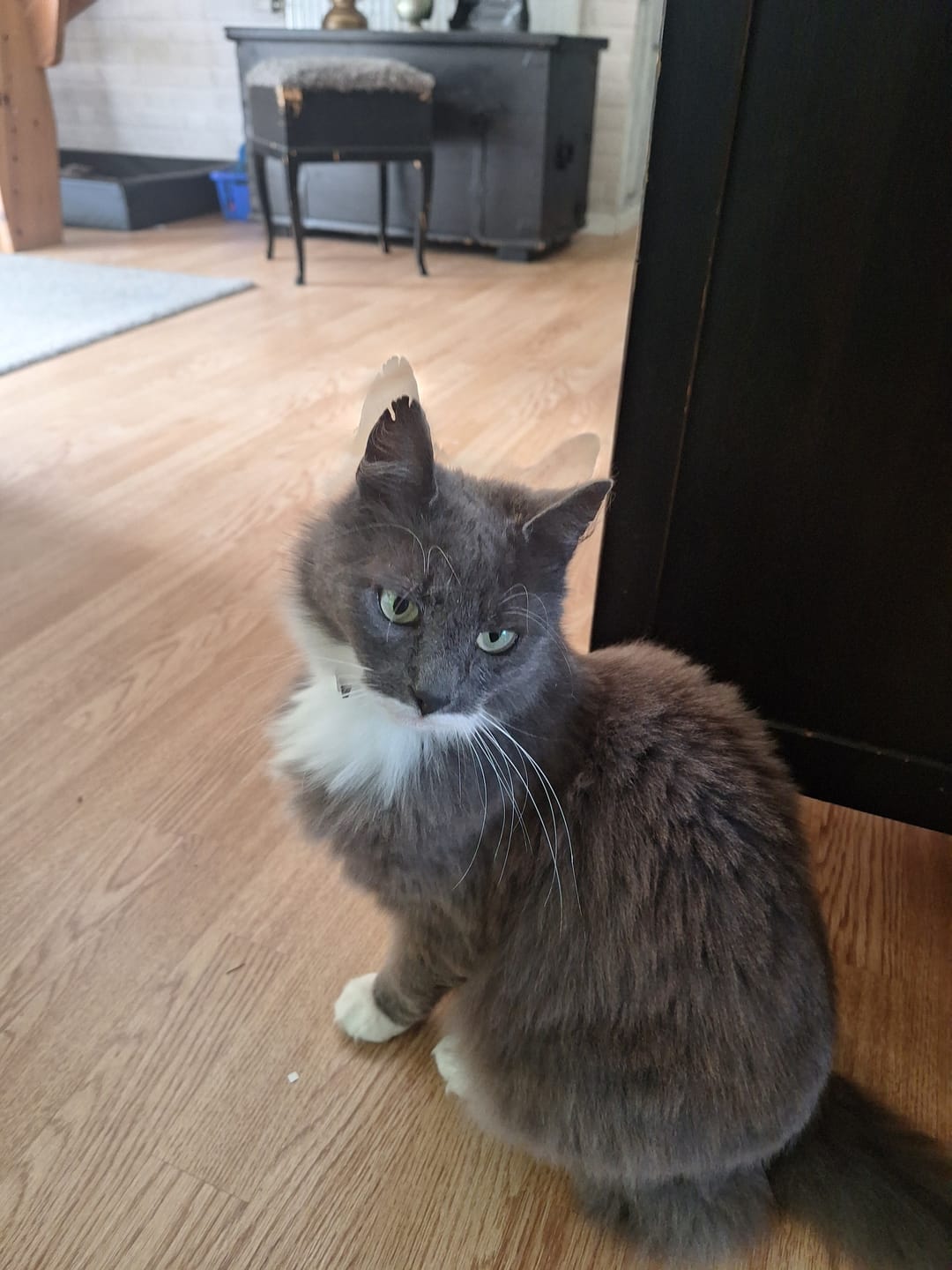 Customer photo review of Fästinghalsband för både hund & katt
