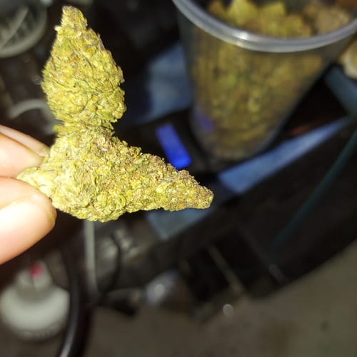 Customer photo review of White Widow - 28 Grams - Hybrid