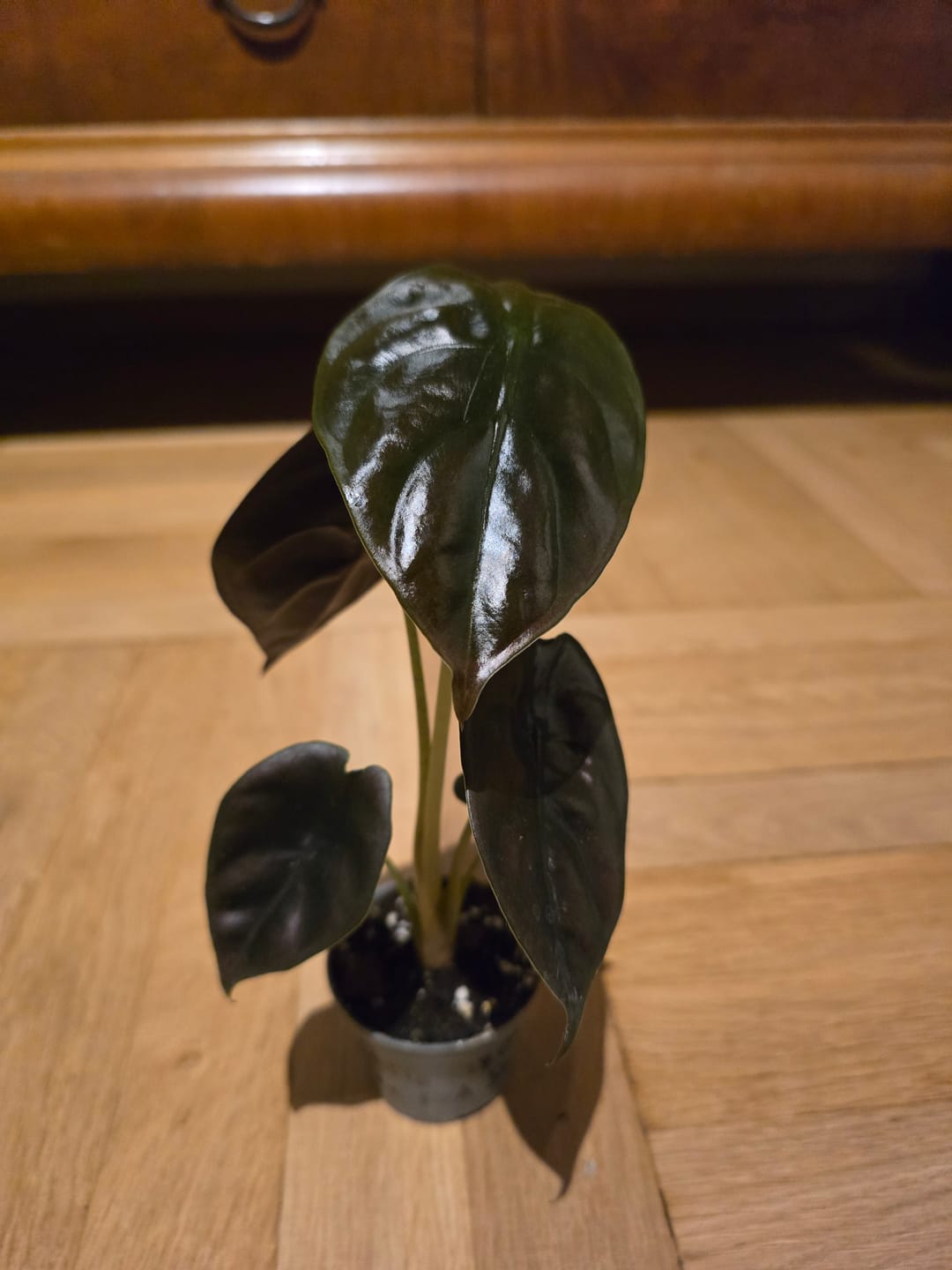 Customer photo review of ALOCASIA CUPREA RED SECRET