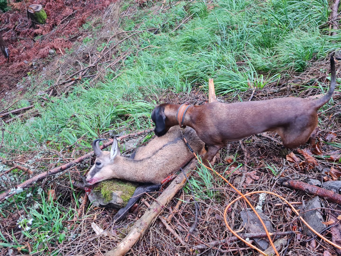 Customer photo review of Salzspray Anis - Lockmittel Rehwild, Schwarzwild, Rotwild und Damwild